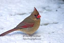 Female Cardinal.jpg